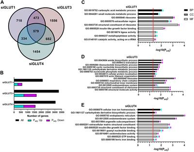 Glucose transporters GLUT1, GLUT3, and GLUT4 have different effects on osteoblast proliferation and metabolism